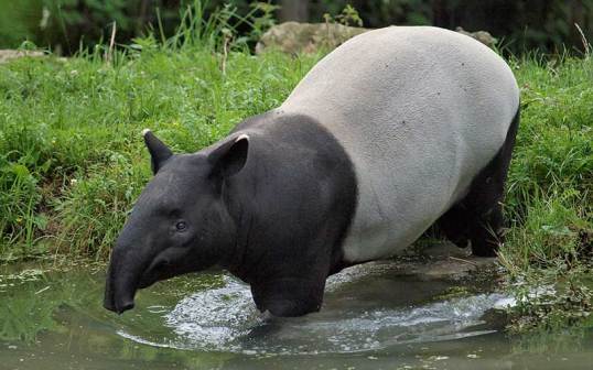 tapir-800